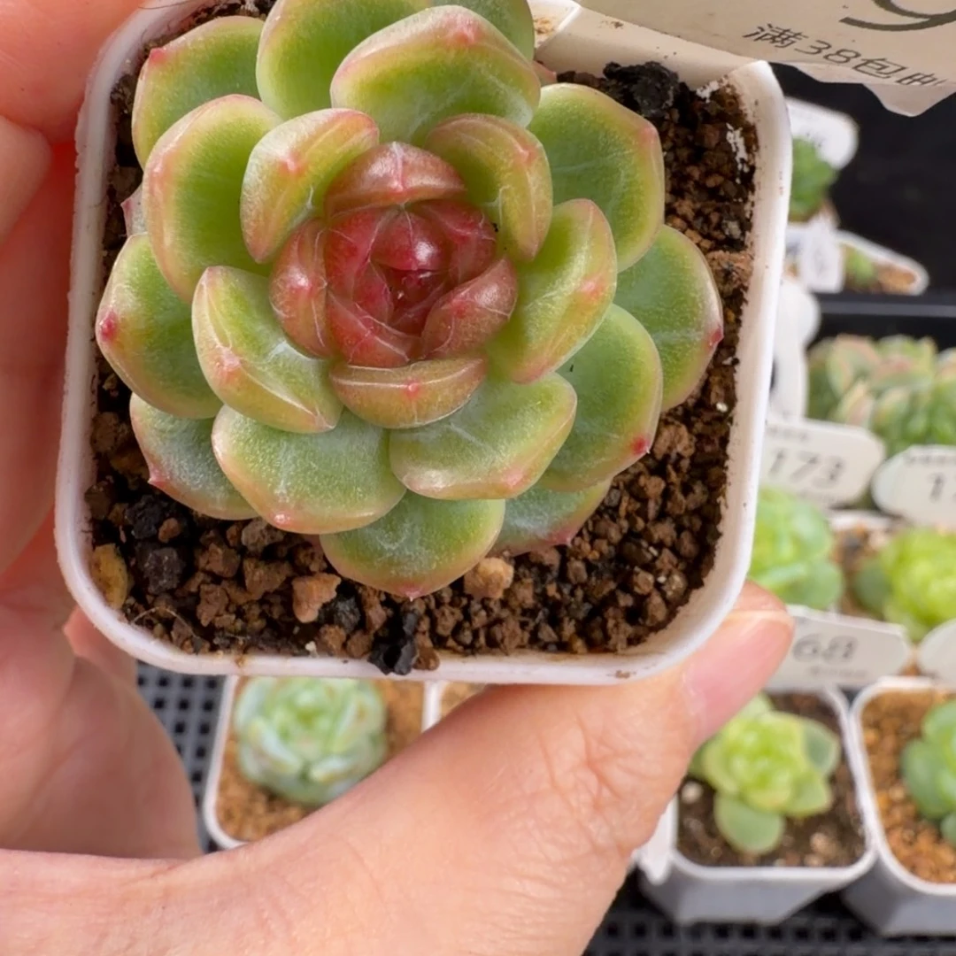 琴心单头179号一颗