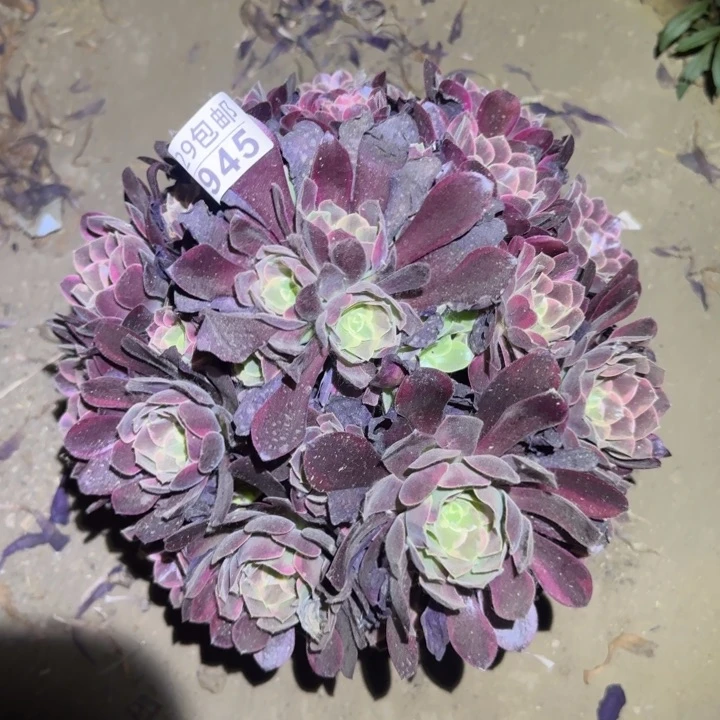 金丝雀……不包断枝……