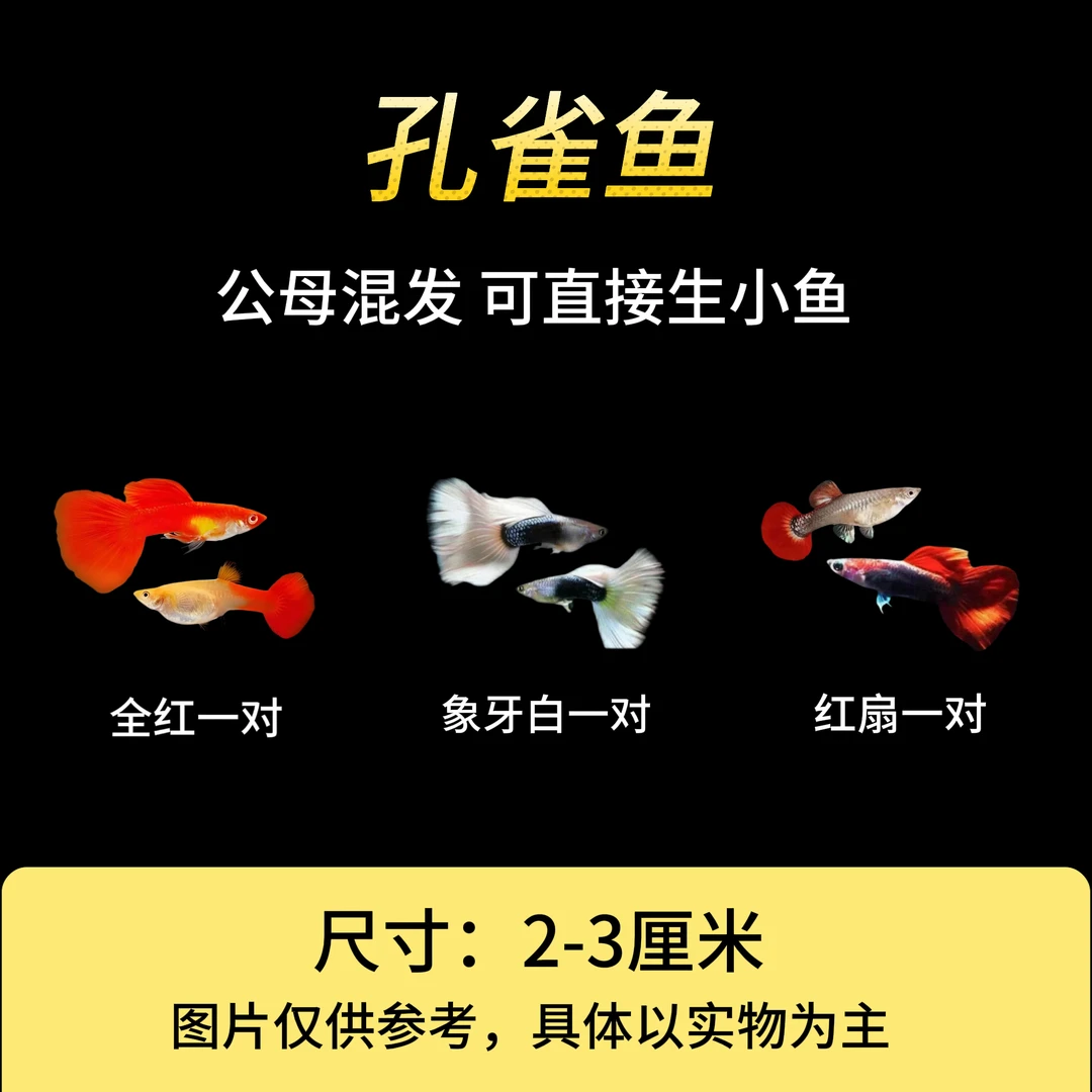 【福利孔雀鱼】纯系精品小型淡水观赏鱼可繁衍 新手练手鱼