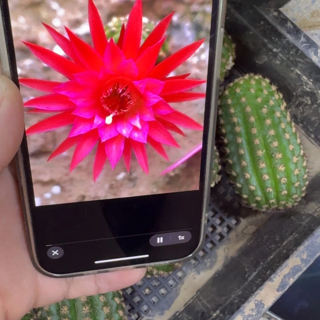 252金妞24红歪无根侧牙6公分左右，20包邮