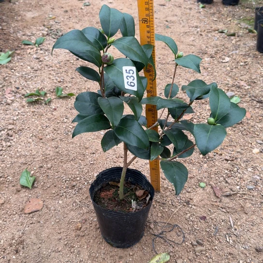 少量花朵（建议范围：2朵-5朵 或40%以下）635云斑大元帅