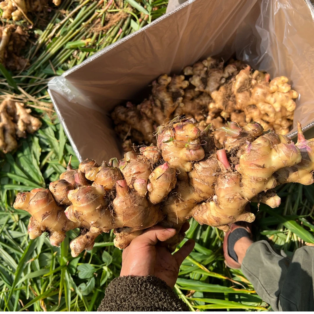云南大白姜香味浓郁行辛辣够味现挖山地种植生姜场地新鲜姜