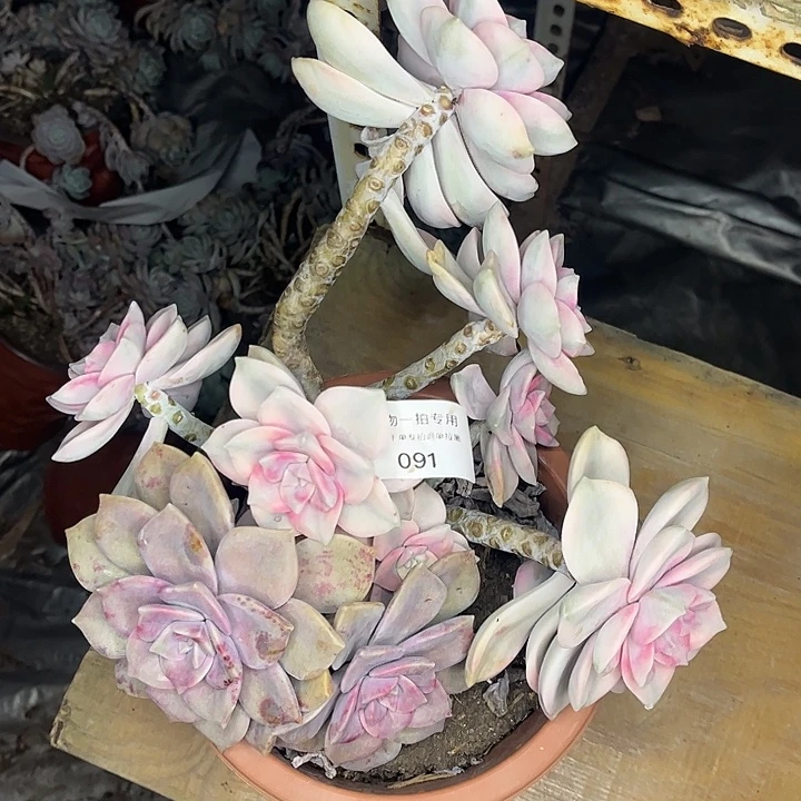 紫乐锦损，有瑕疵，介意勿拍