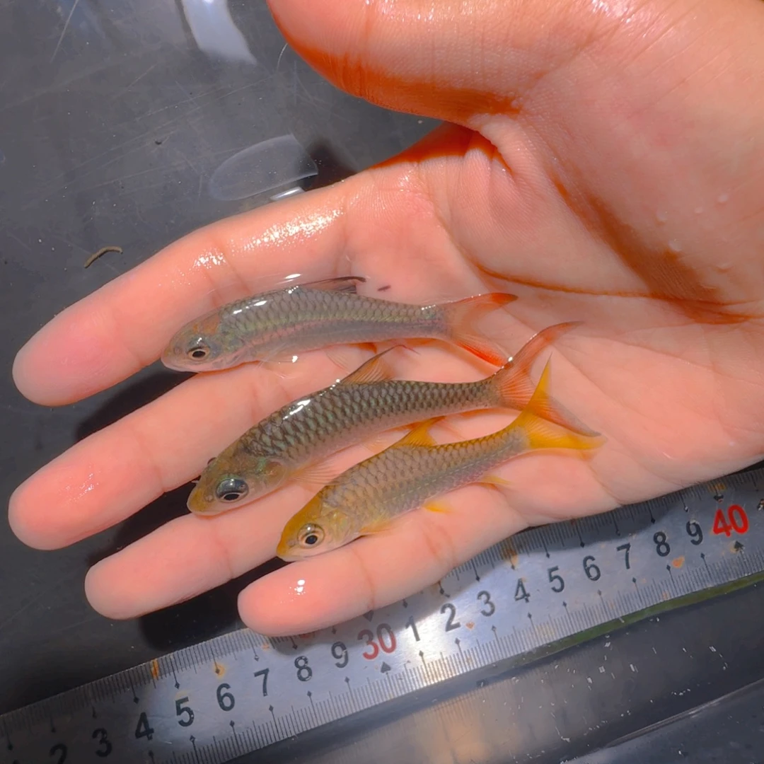 吉罗鱼彩虹巴拉盈江