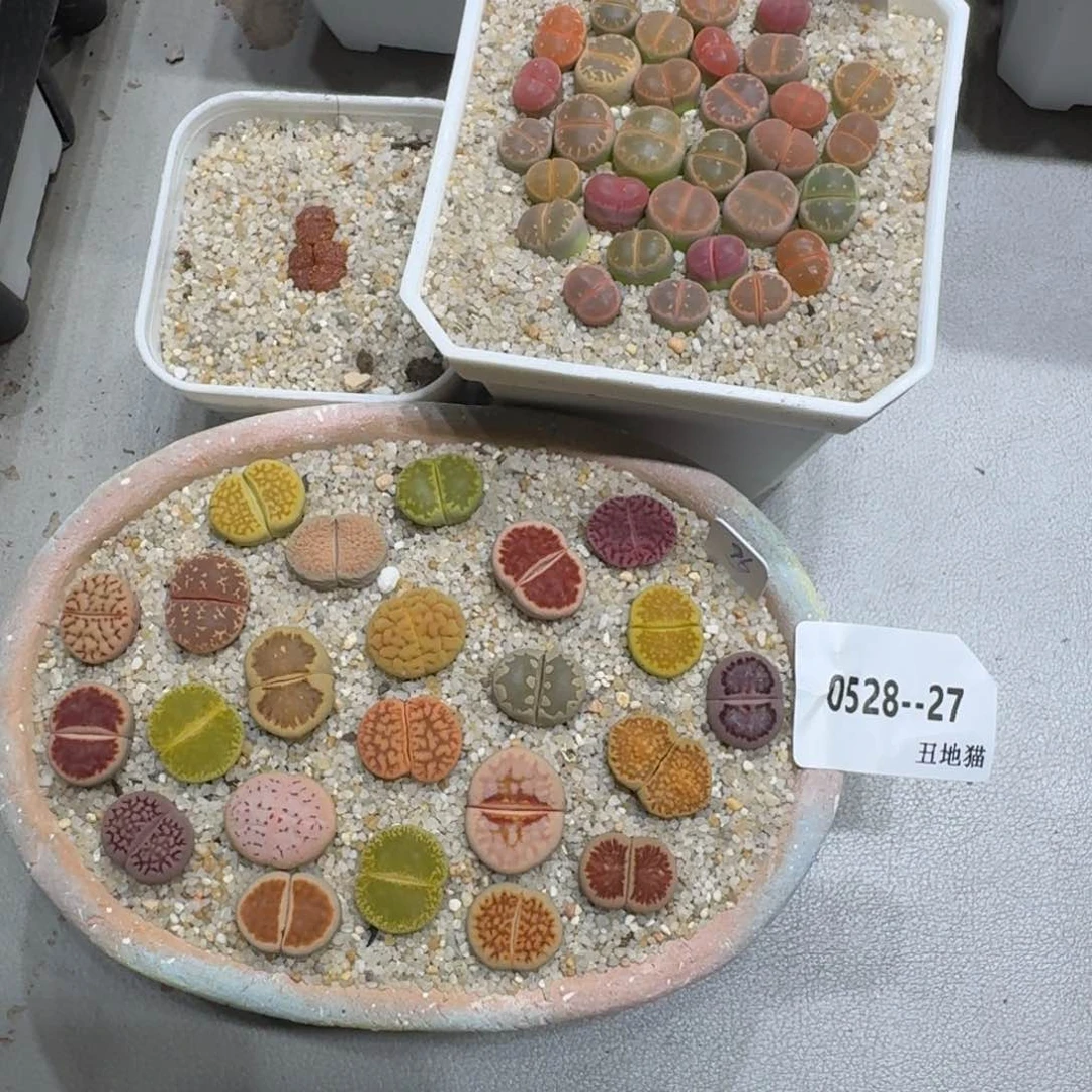 宝****店0528-027生石花