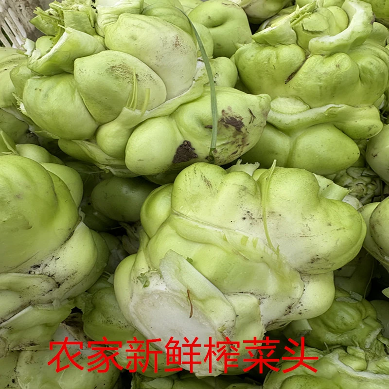 【寻味荫平】【榨菜头】农家自种榨菜头新鲜青菜头现摘现发