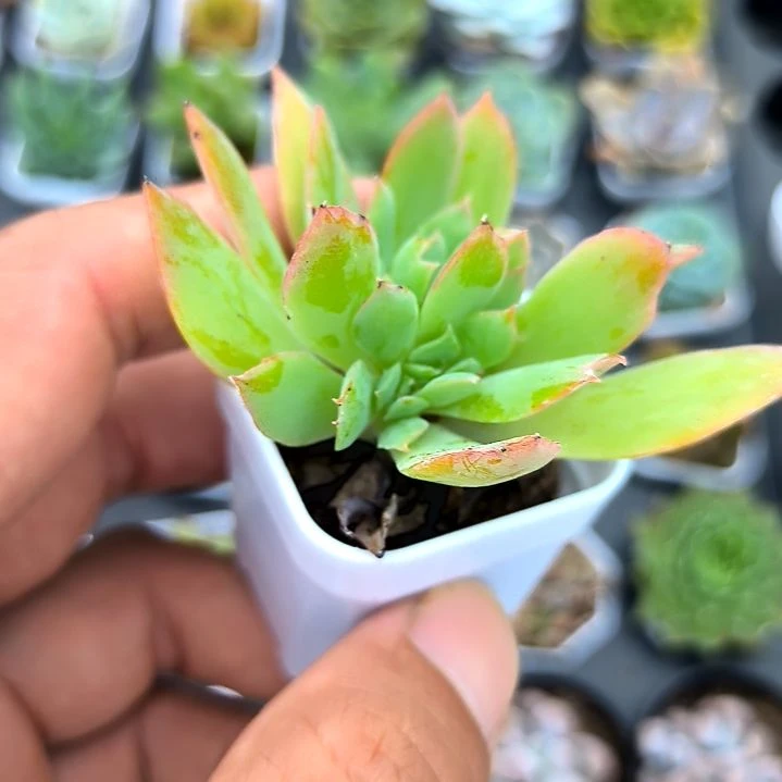 绮罗一颗，满5元包邮，