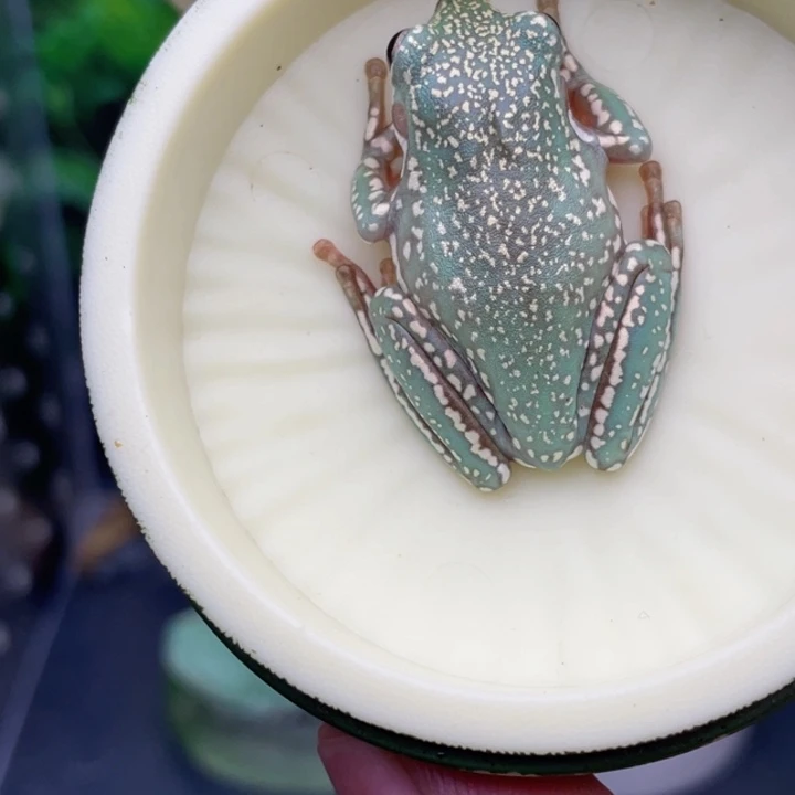 老爷树蛙12号顶级暴雪