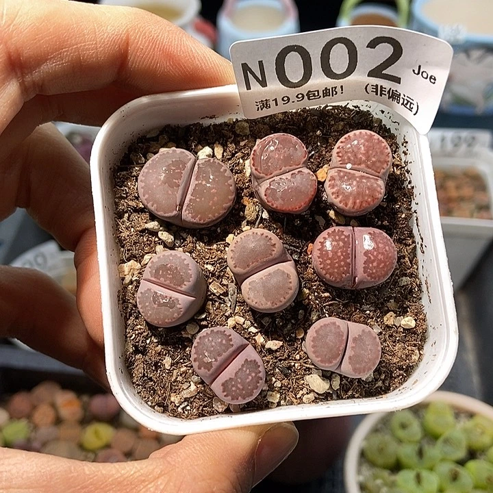 002大舅生石花肉锥多肉