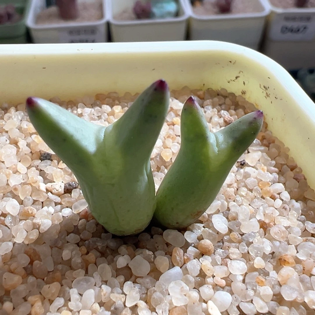 253。赞赞福利。0136尖耳皮卡丘