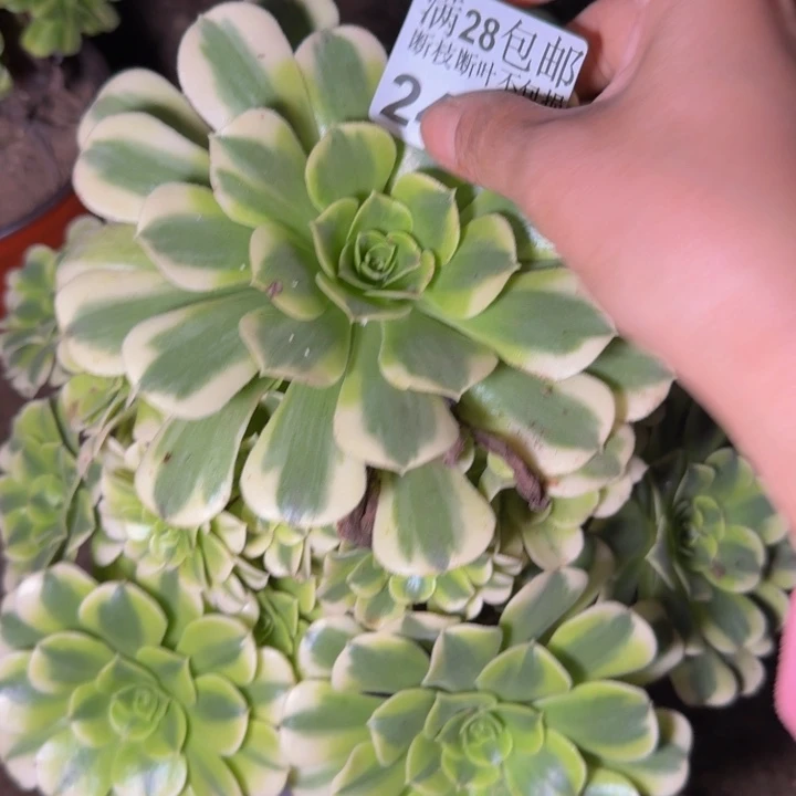 净***福24494绿豆沙多肉植物
