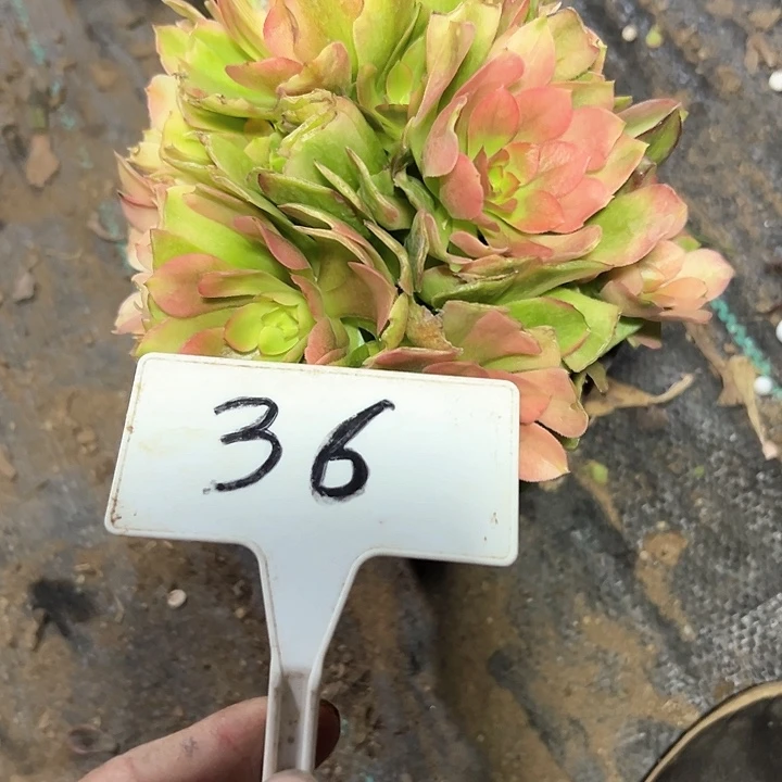 多肉植物雅典娜法师