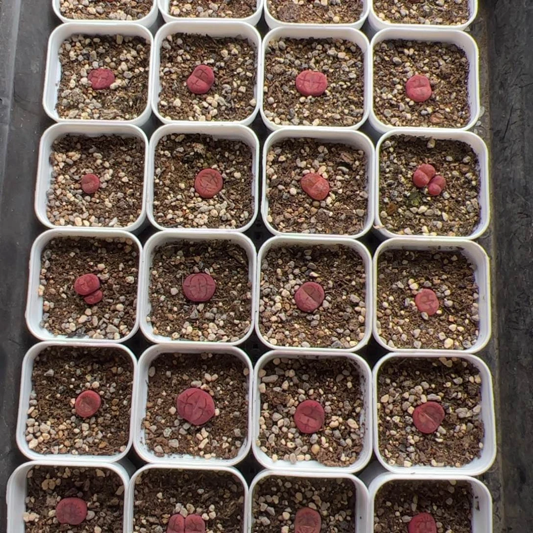 7.7毛杂甩卖多肉植物59