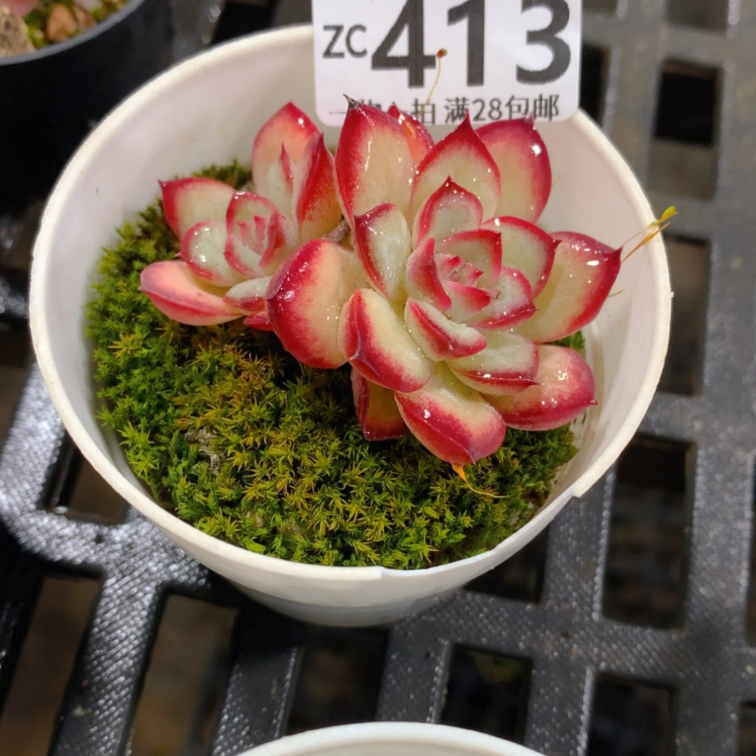 肉萌萌拇指盆精控多肉ZC413