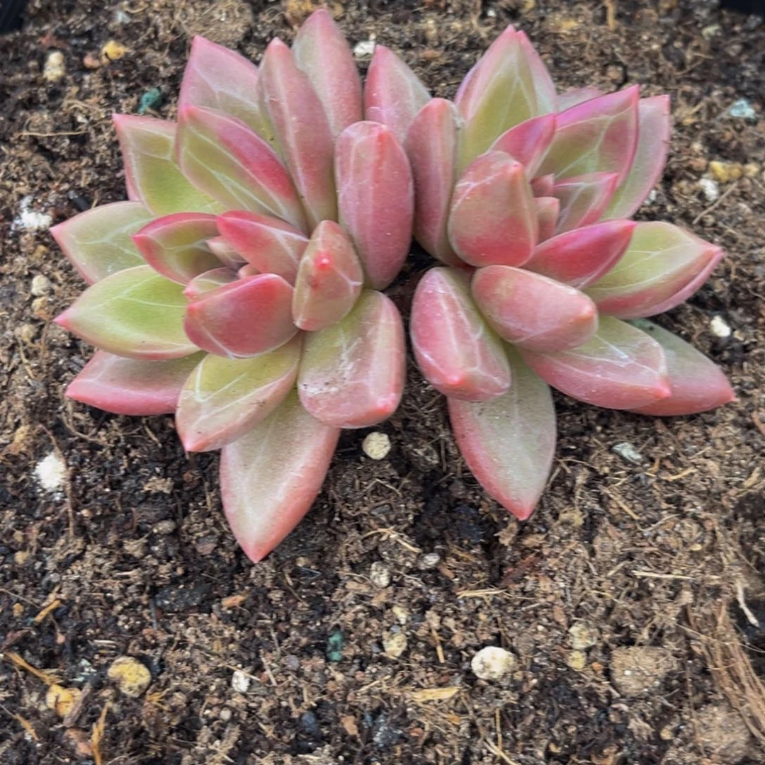 闪***叔3615下午多肉植物群生