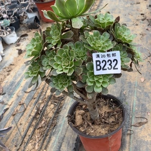232原始绿色 不包断枝