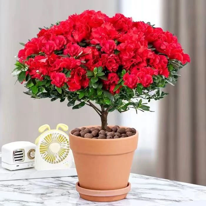精品杜鹃花盆栽比利时四季开花杜鹃杨梅红室内外绿植开花植物