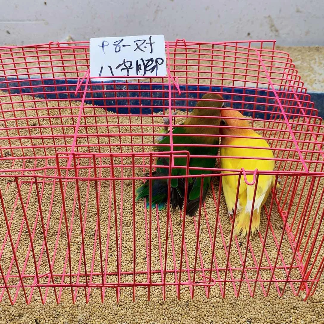 神***果玄凤鹦鹉/鸡尾鹦鹉