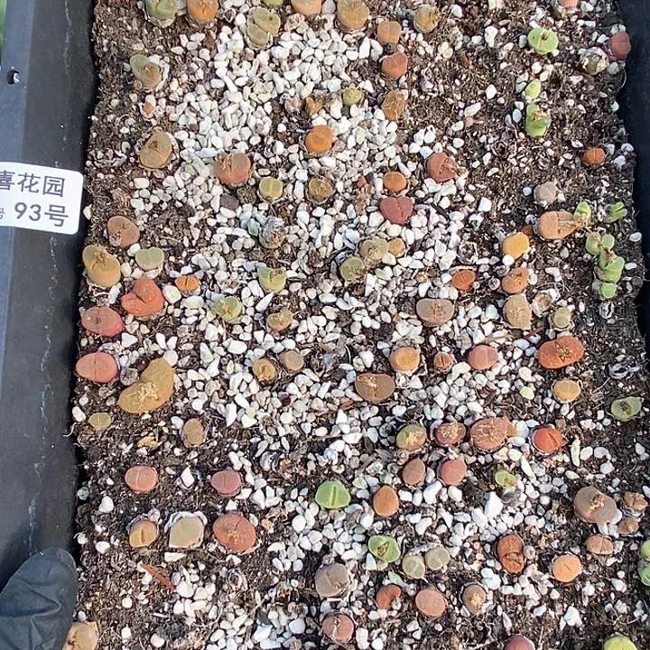 桃喜花园0203-93风铃福利