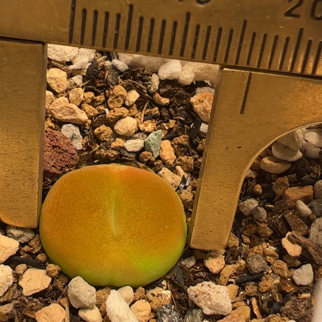 1801.1蟠桃多肉植物百科