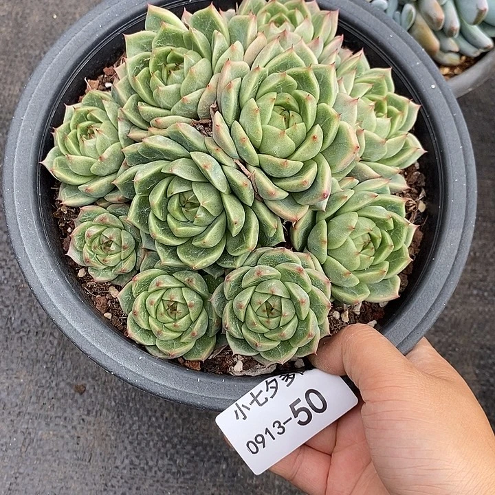 记得拍冷链五彩珍妮50