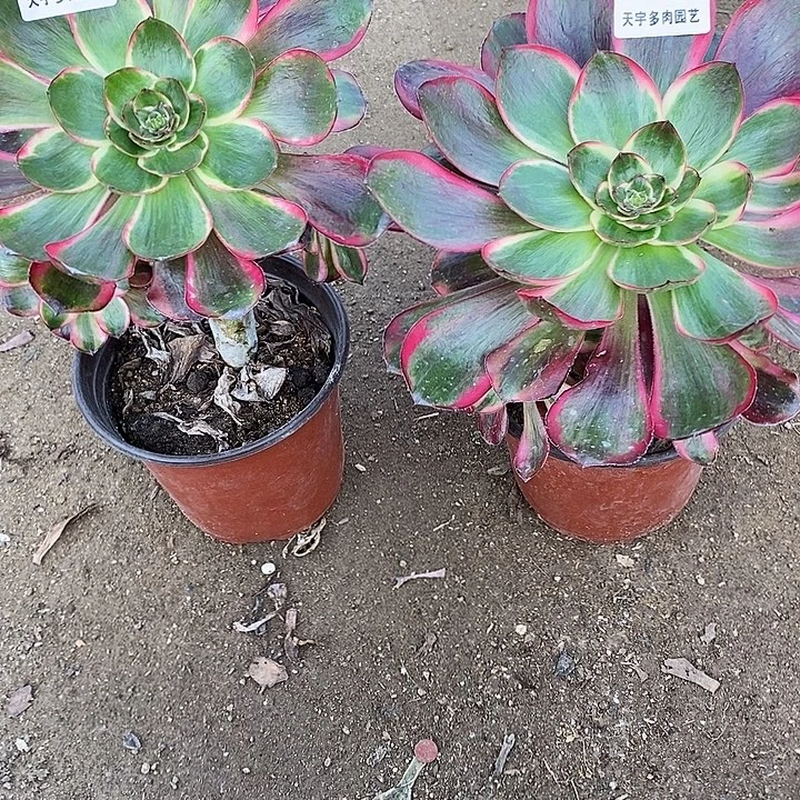 多肉植物巫毒白301。303