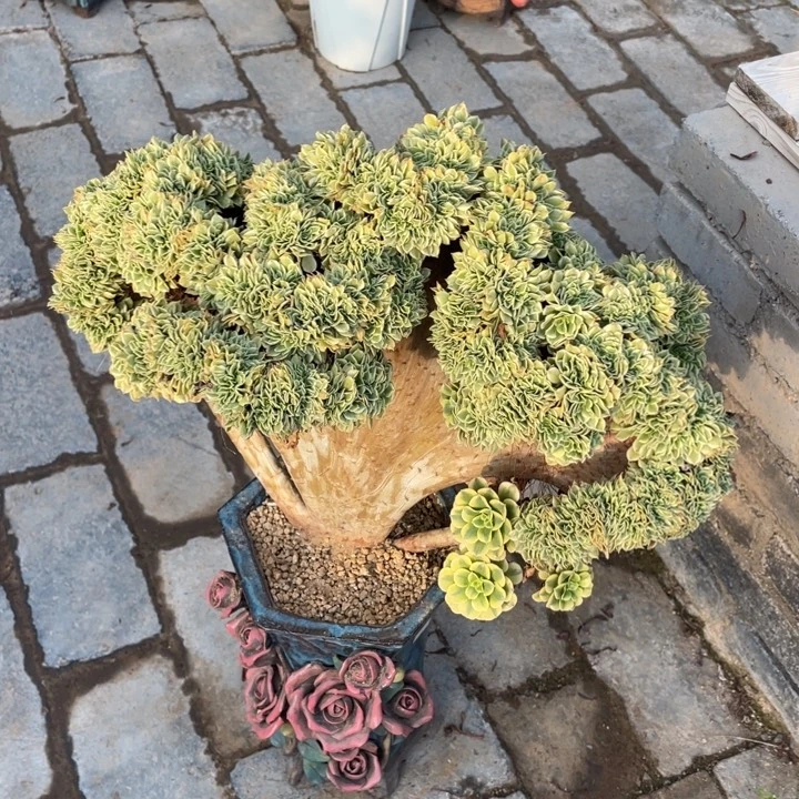 法师老桩缀化绿豆沙