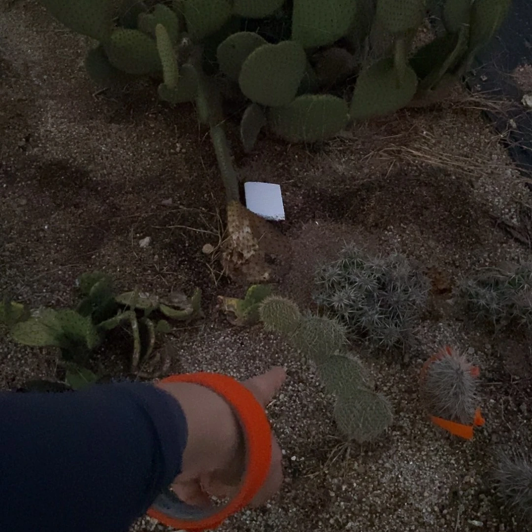 无花朵金**麻000000000000000