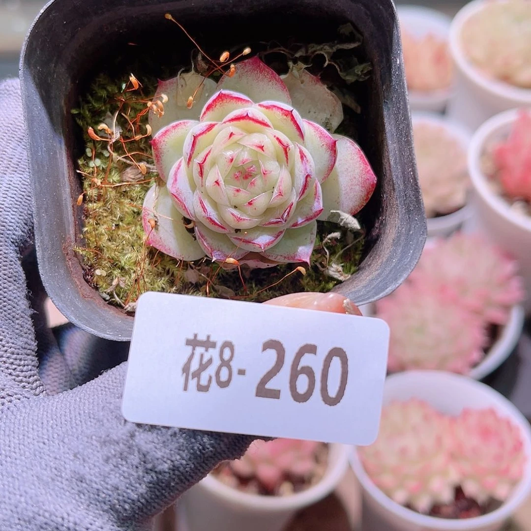 花08-260麦秆单头