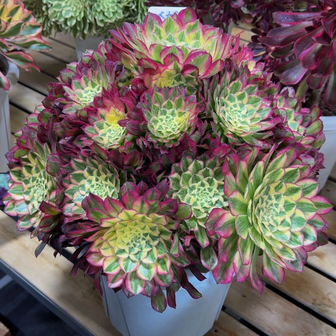 ➰*奶天合精品法师