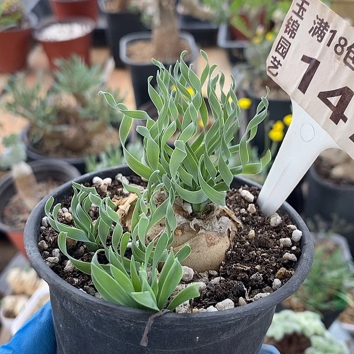 147贵妃大母本一一一一一一一