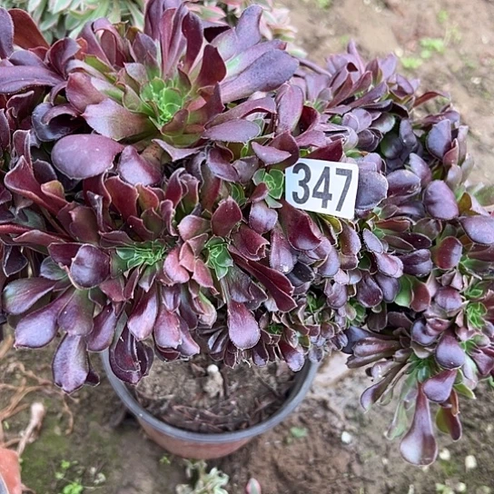 ****宿多肉植物一个欧子347