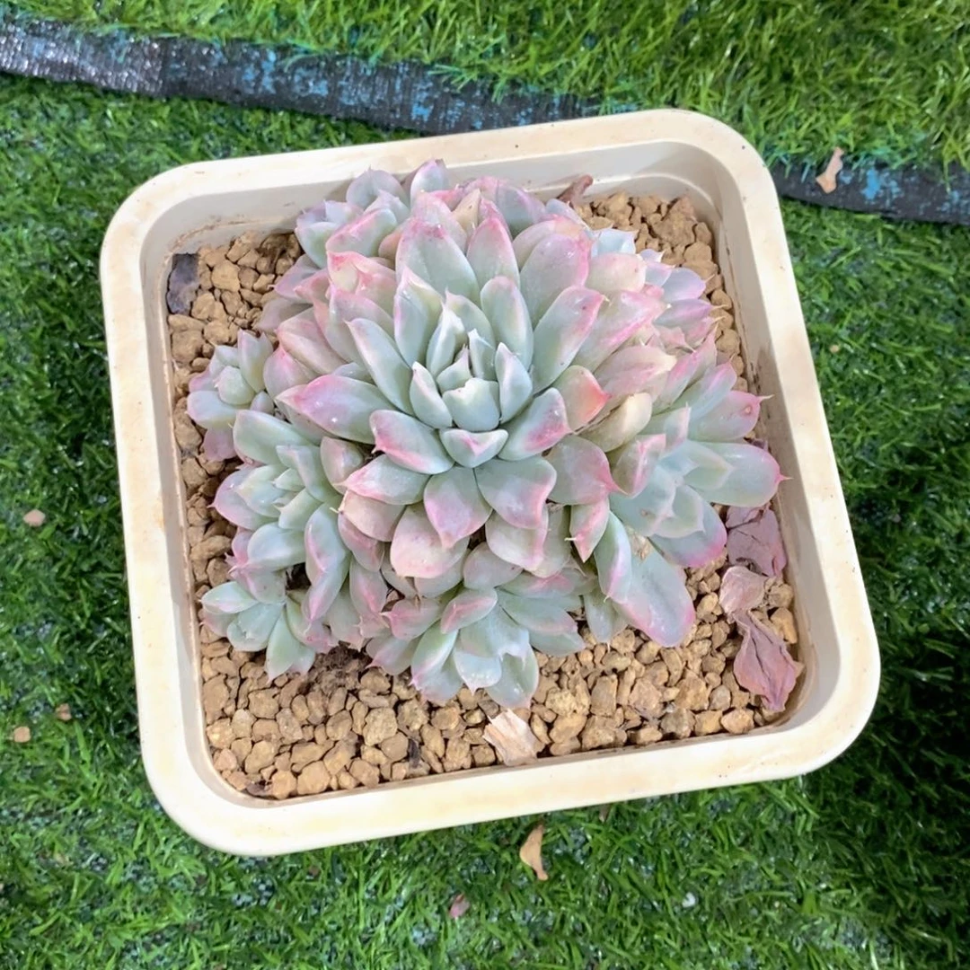 云*** 兰黛莲锦多肉植物群