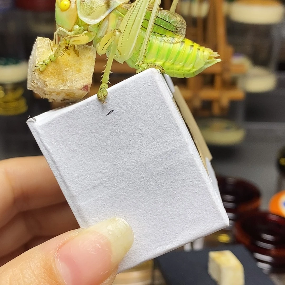 黄金甲玉眼蝈蝈哈哈哈哈哈哈哈