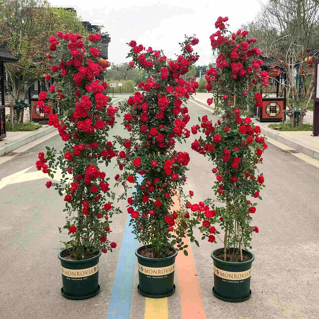 四季开花红木香花苗爬藤植物盆栽浓香黄木香庭院耐寒蔷薇月季花苗