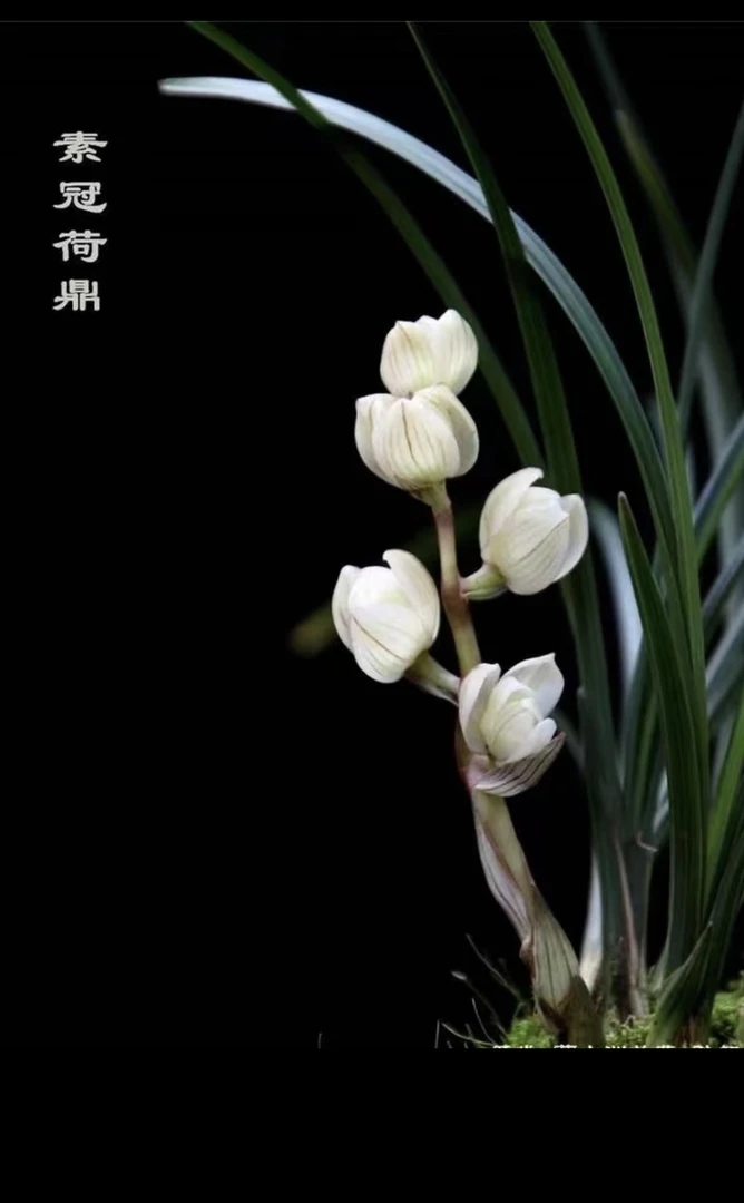 品阑阁（兰花）补差价的链接（小黄车专用）