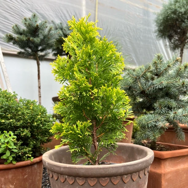 针叶树 “北美香柏”进口新品多年生耐热寒花园阳台庭院植物盆栽