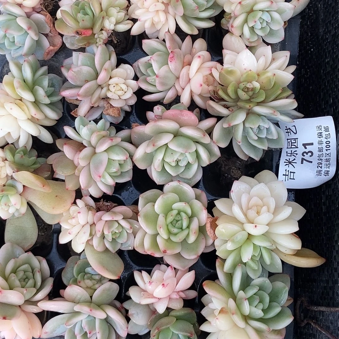 731梦露锦底座多肉植物哇啦塞炸