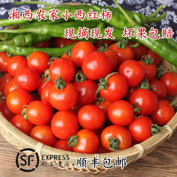 【顺丰包邮】湘西农家小西红柿小番茄新鲜蔬菜小毛辣果酸汤原材料