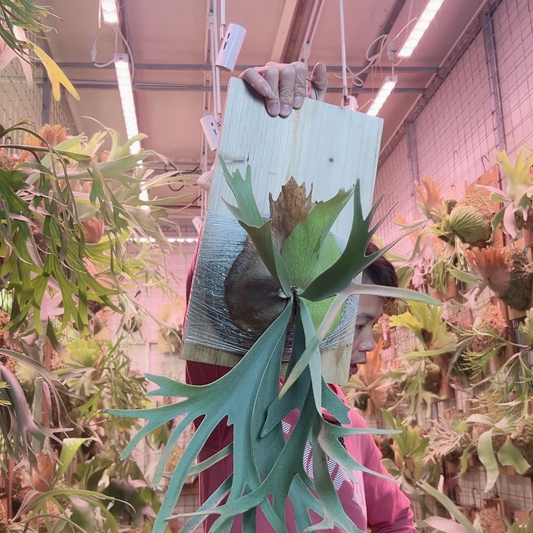 无花朵黄月a34。