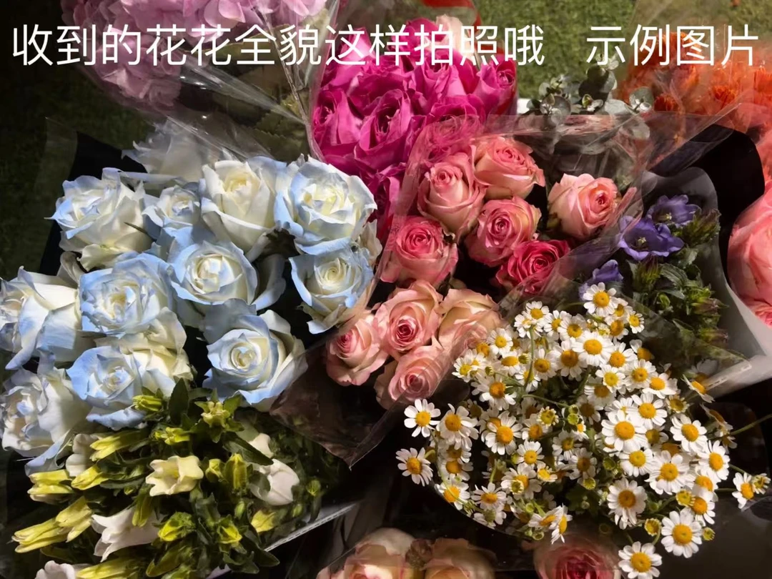 蝴蝶兰花盆福利大放送