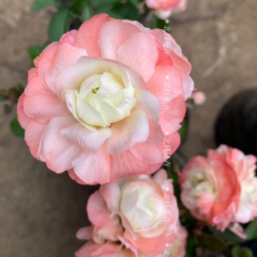 初心海棠海棠开花大重瓣花耐寒好养南方北方阳台庭院