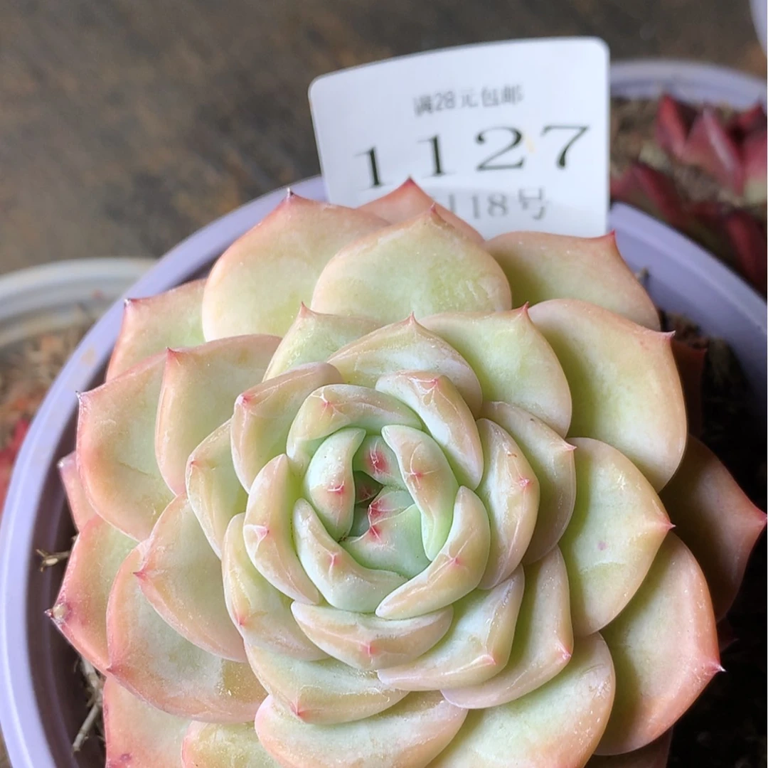 【闪购商品】云1127