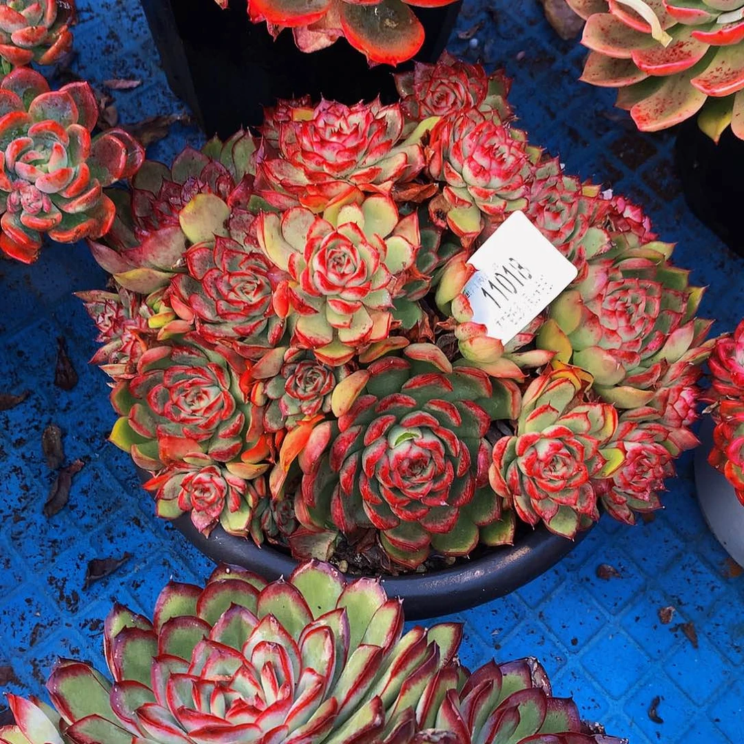 d***3    萤火虫多肉11018