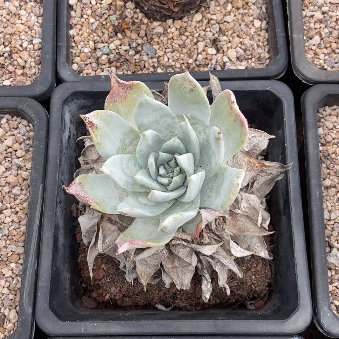 布瑞东尼多肉植物啦啦啦