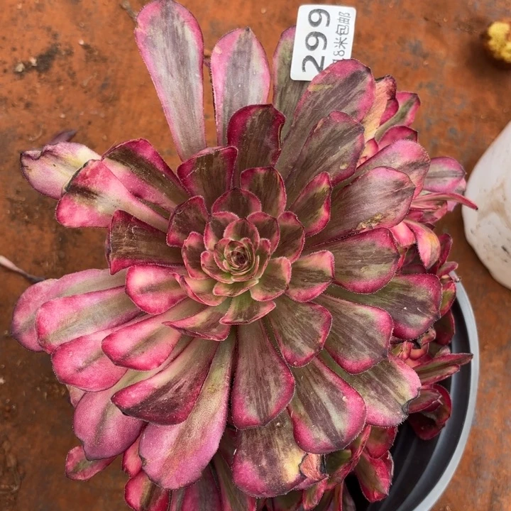 299梦境诺米多肉法师锦不包侧枝断枝