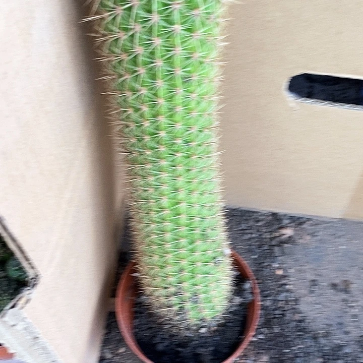 大大时光毛花毛花25778888