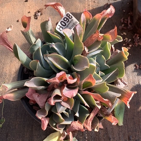 猪鼻子杂白凤098 亏本处理退款拉黑7-8天发货