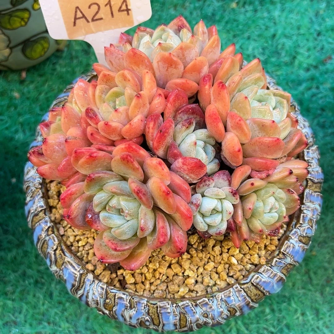 原始冰魄，，，，，，，，，，，，，，，，