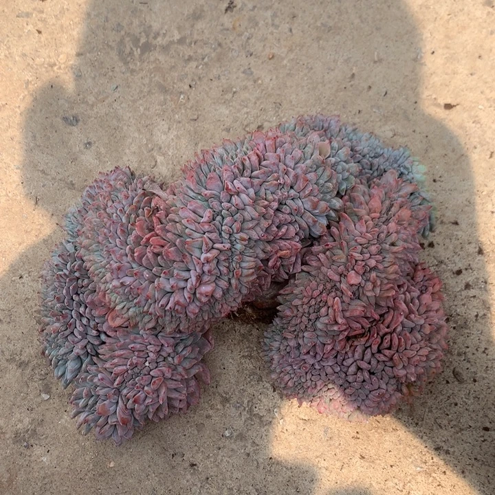 梦露缀潜力股。。。。。